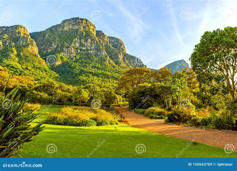 botanischer garten kirstenbosch fotos|511 Kirstenbosch Botanical Gardens Stock Photos